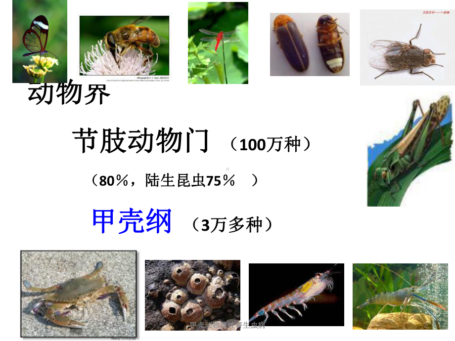 甲壳动物源性寄生虫病培训课件.ppt_第2页