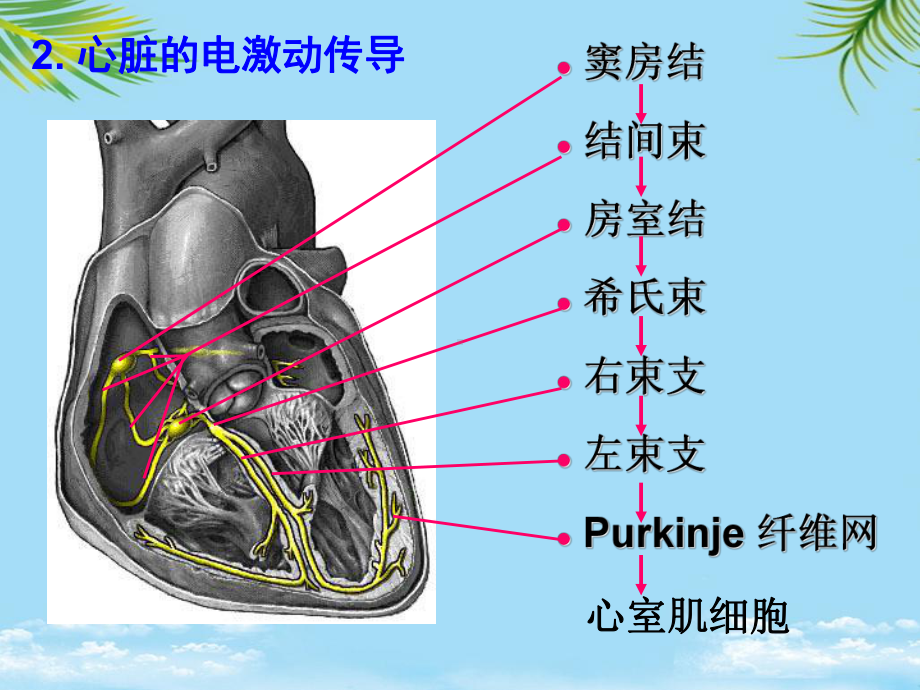 正常心电图及常见心律失常心电图的表现全面课件.pptx_第2页