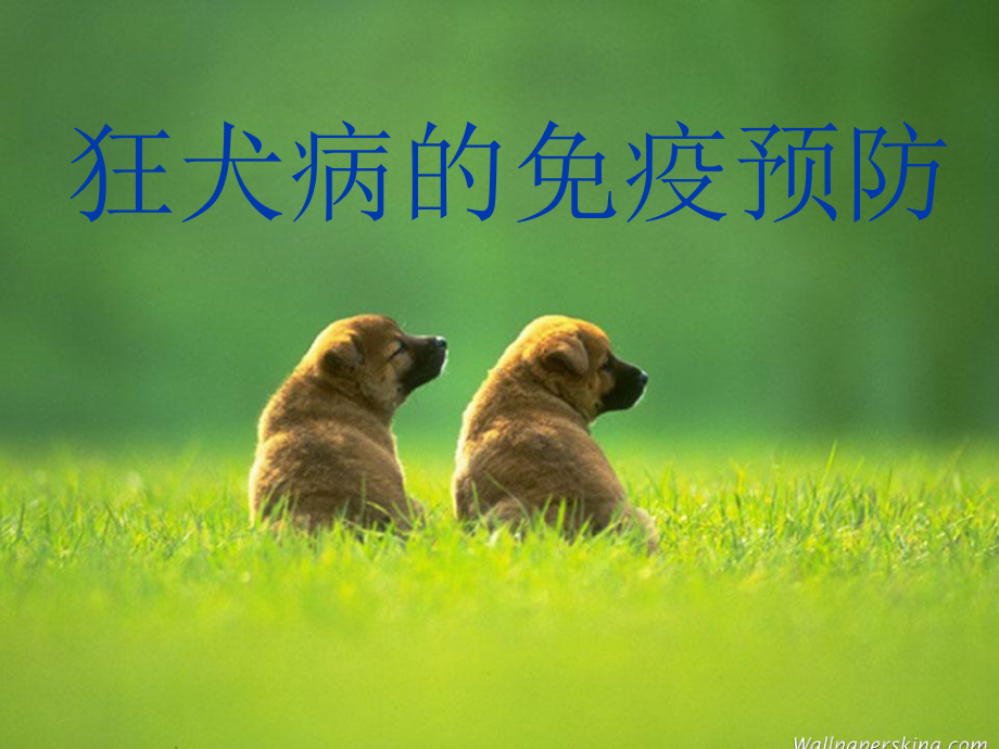 狂犬病的免疫预防课件.ppt_第1页