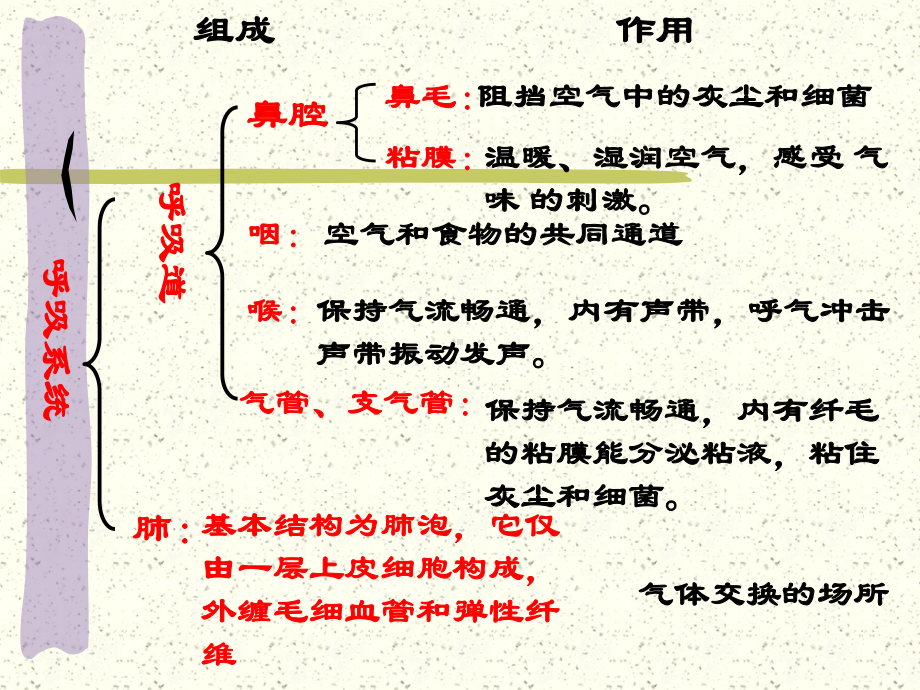 生物的呼吸和呼吸作用一课件.pptx_第3页