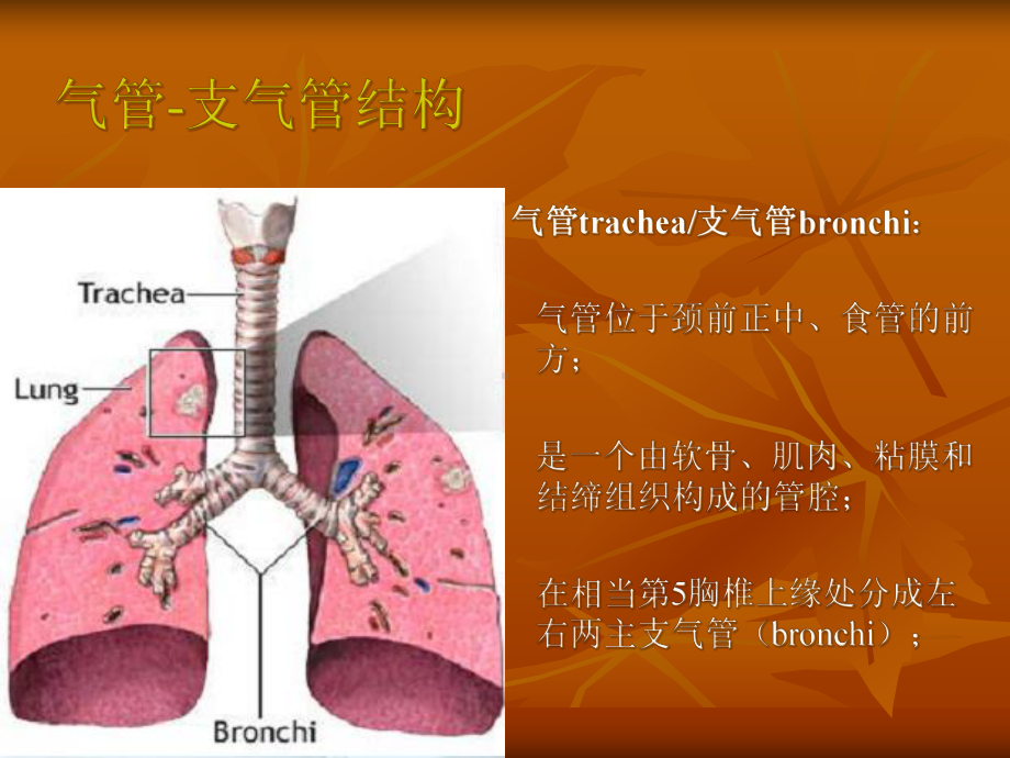 气管炎肺气肿COPD课件.pptx_第2页