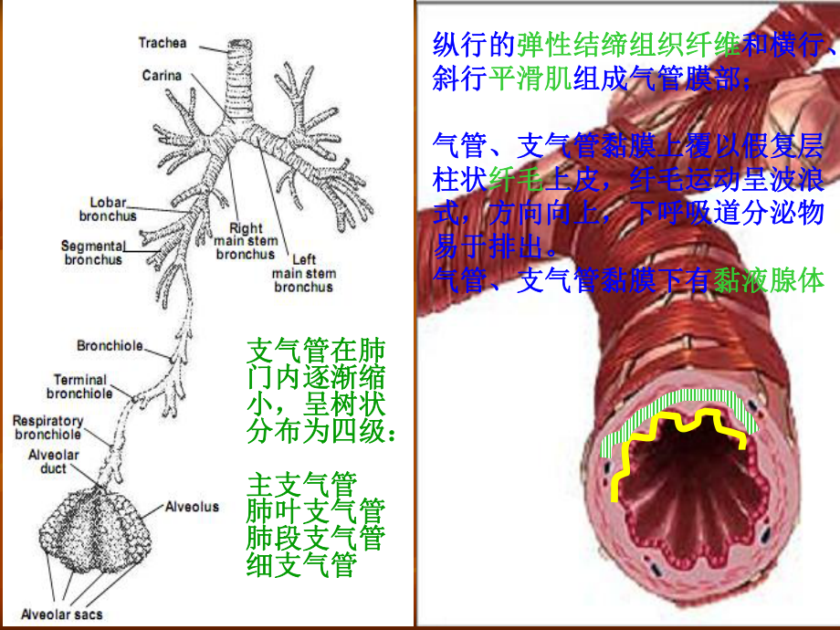 气管炎肺气肿COPD课件.pptx_第3页