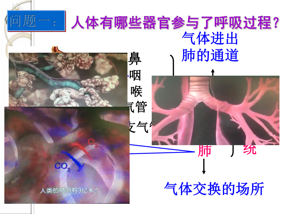 浙教版科学八级下册生物的呼吸和呼吸作用-版课件.ppt_第3页