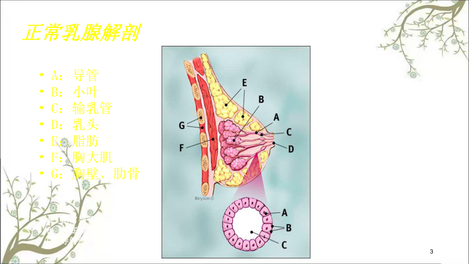 乳腺疾病超声诊断课件1.ppt_第3页