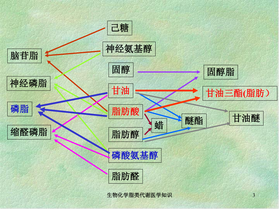 生物化学脂类代谢医学知识培训课件.ppt_第3页