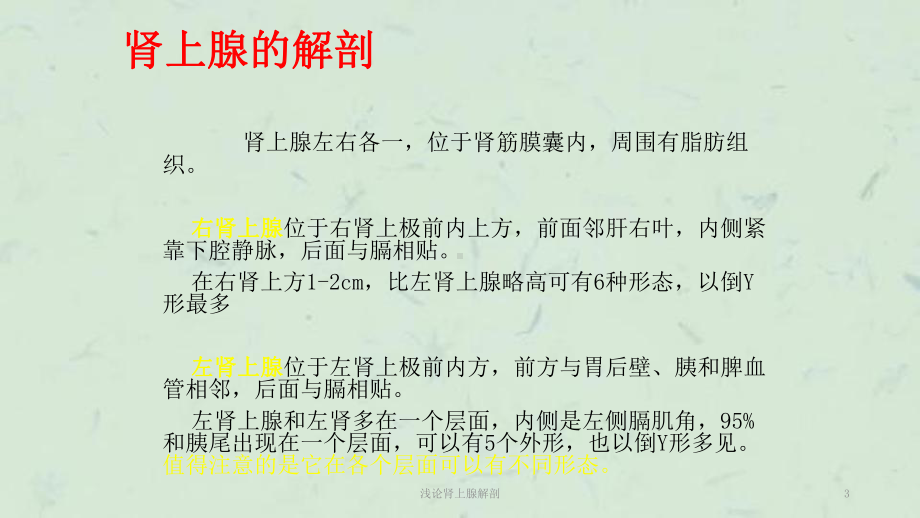 浅论肾上腺解剖课件.ppt_第3页