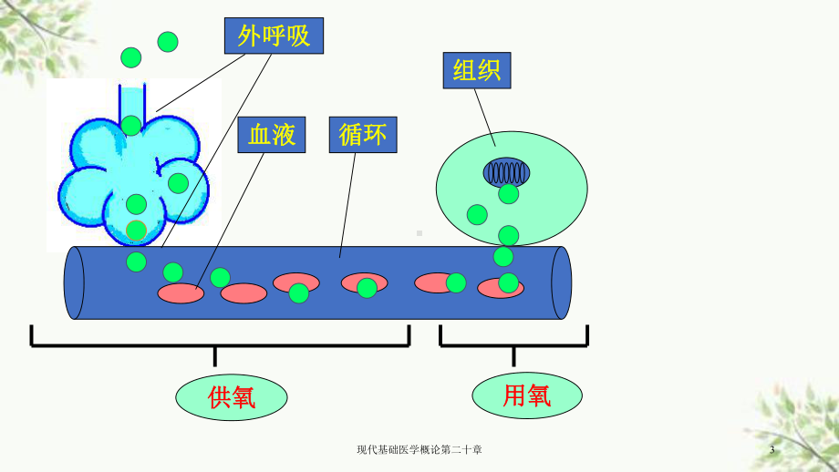 现代基础医学概论第二十章课件.ppt_第3页