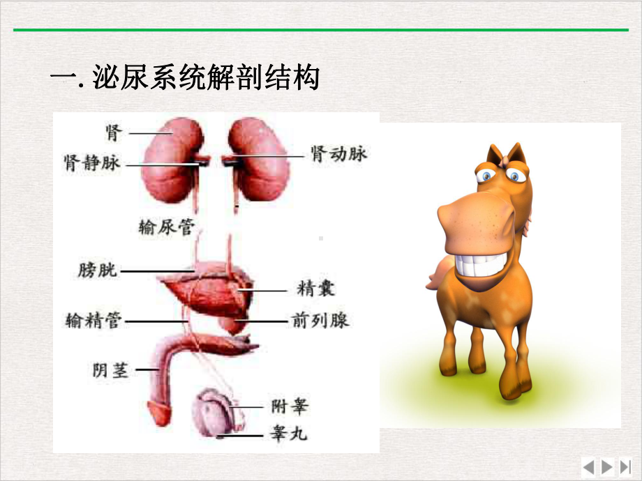 泌尿系结石课件.ppt_第3页