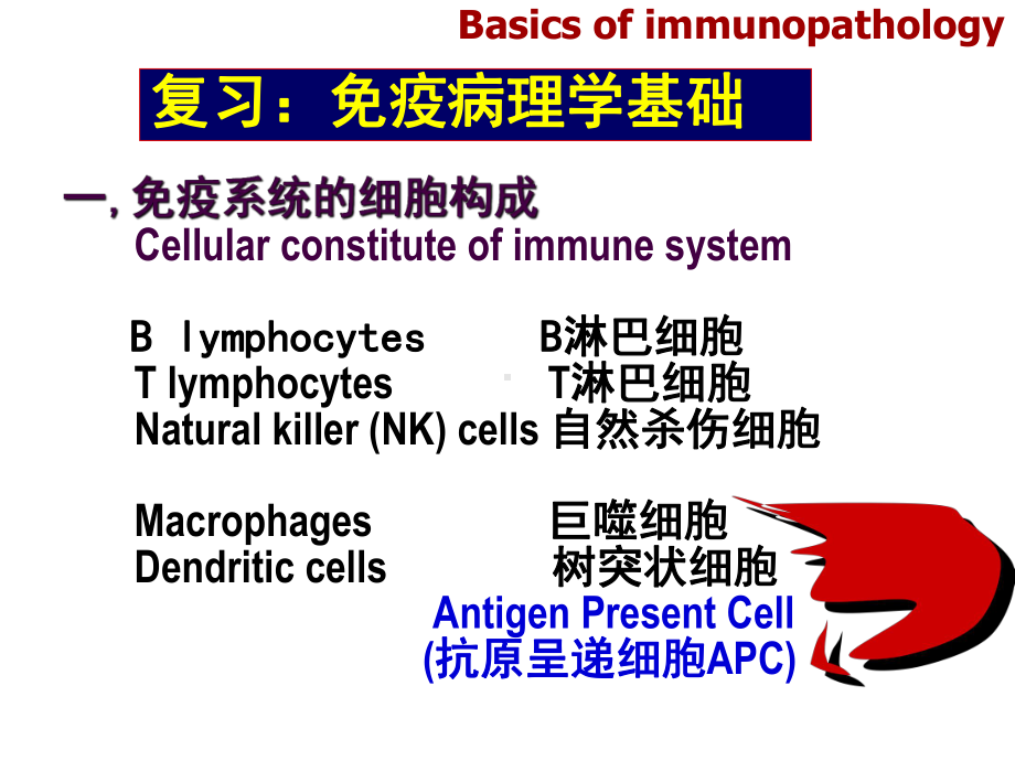 病理学免疫性疾病课件.pptx_第2页