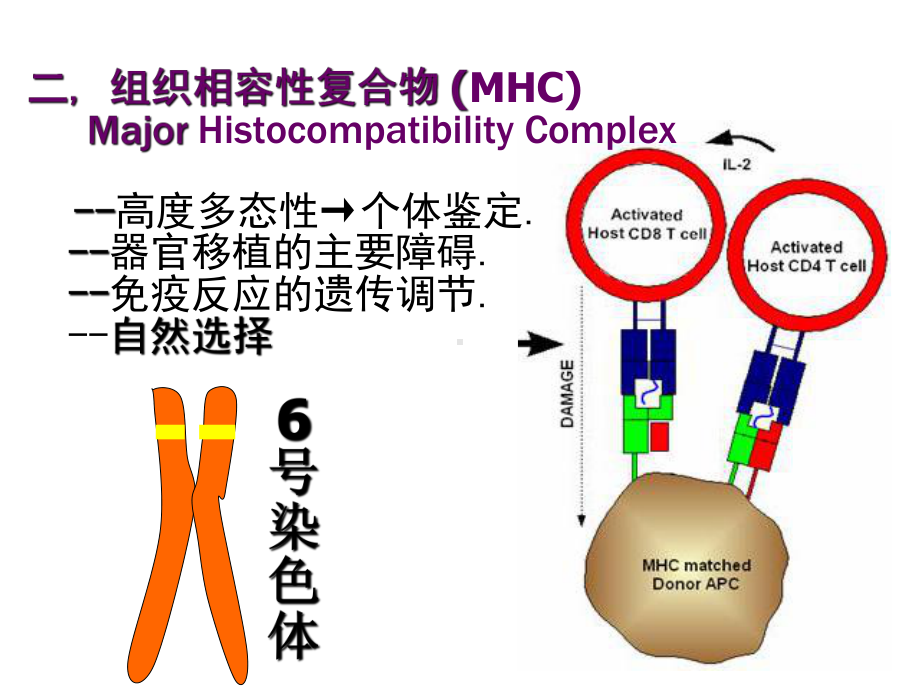 病理学免疫性疾病课件.pptx_第3页