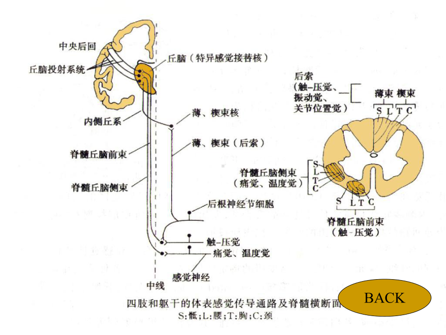 生理学神经系统功能二课件.pptx_第3页