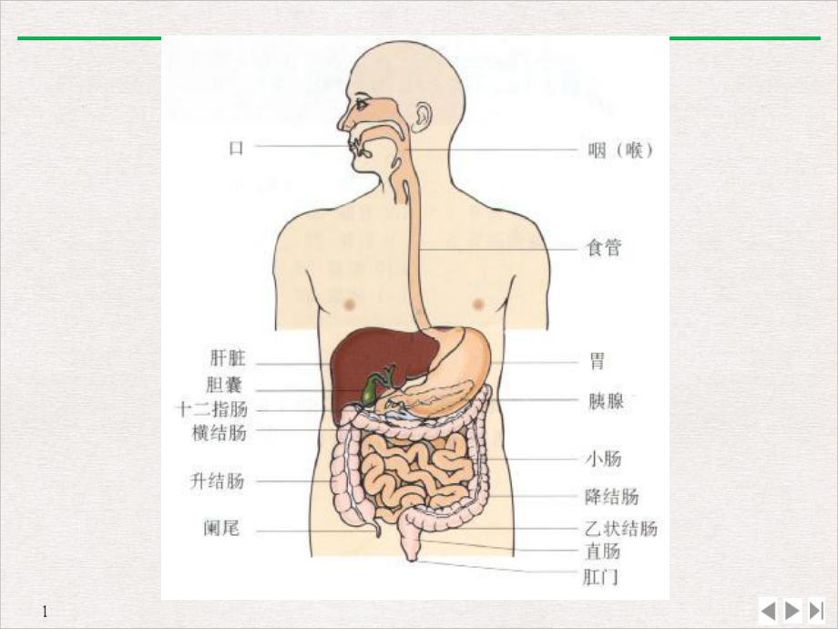 病毒性肝炎的发病原理及治疗课件.pptx_第3页