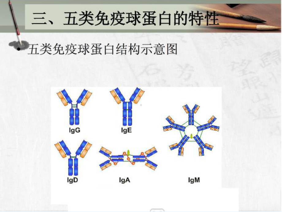 病原微生物与免疫学基础-第三章-免疫学基础课件.ppt_第3页