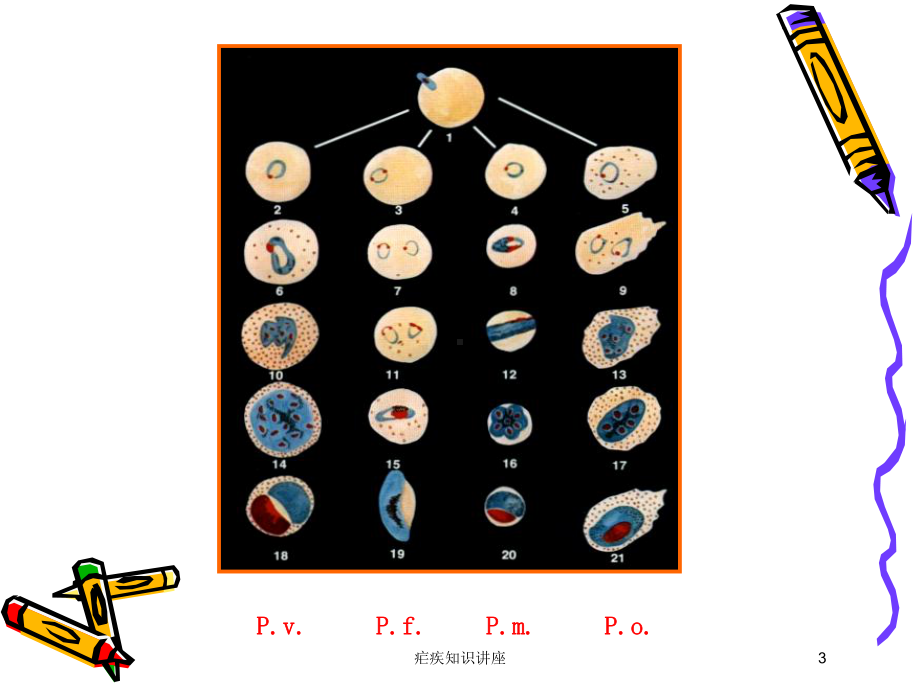 疟疾知识讲座培训课件.ppt_第3页