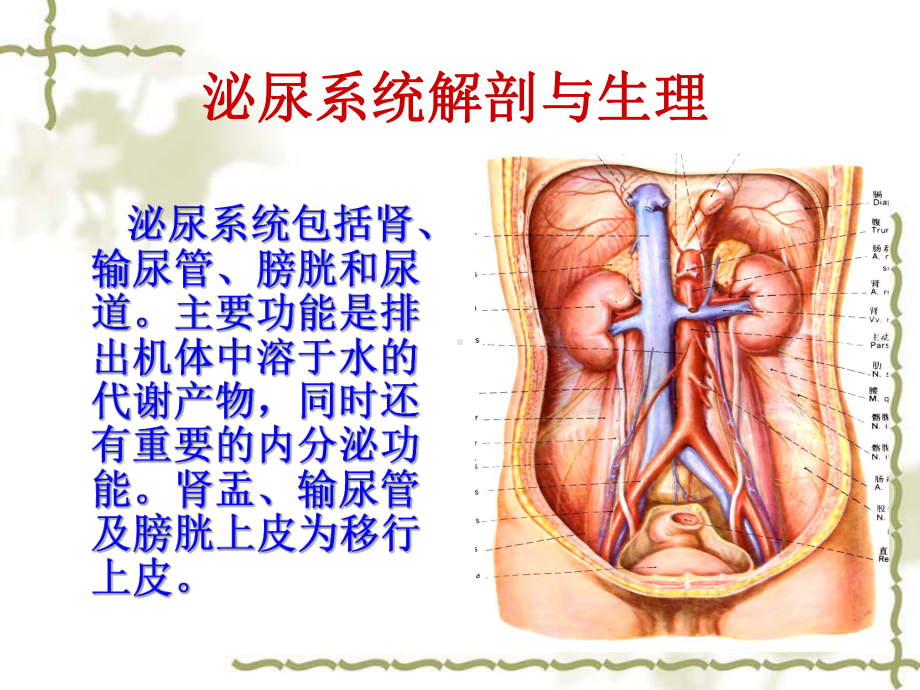 泌尿系结石梗阻课件.ppt_第3页