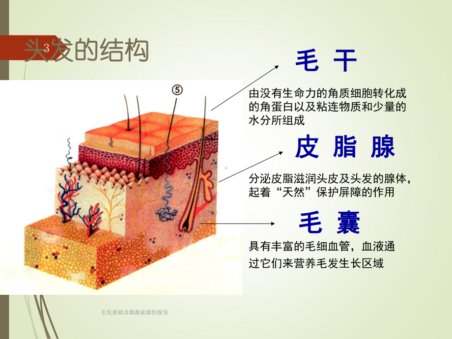 毛发基础及雄激素源性脱发培训课件.ppt_第3页