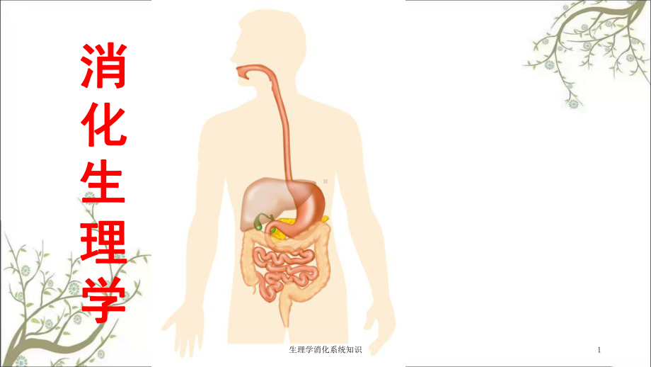 生理学消化系统知识课件.ppt_第1页