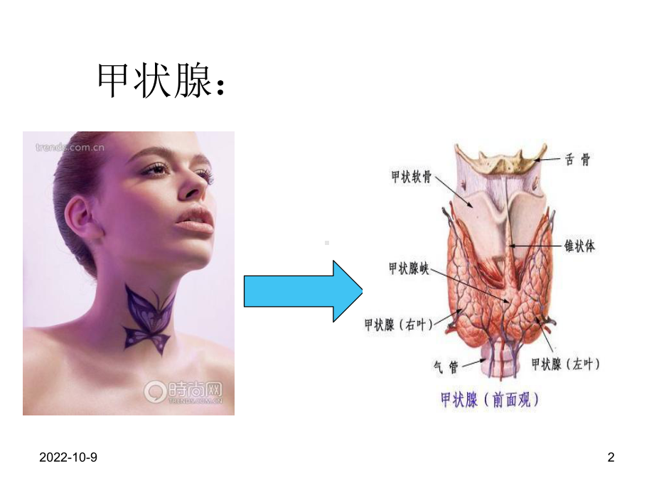 甲状腺功能检测参考课件.ppt_第2页