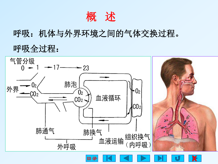 生理学课件-呼吸系统-自改(专业课堂).ppt_第2页