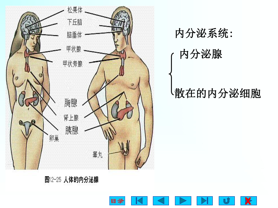 生理课件-内分泌.ppt_第3页