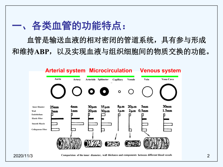 生理学循环血管和调节课件.ppt_第2页