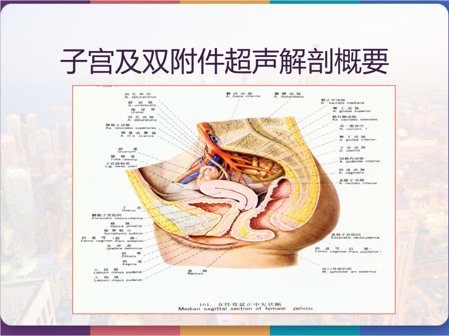 正常子宫及双附件的超声基础知识-课件.pptx_第2页