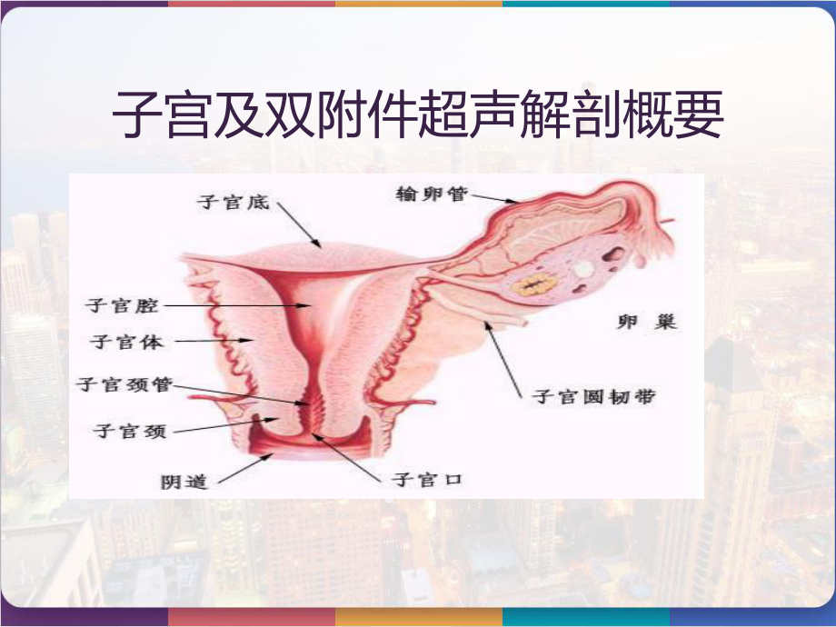 正常子宫及双附件的超声基础知识-课件.pptx_第3页