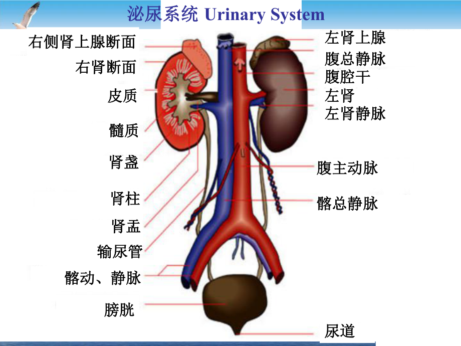 泌尿系统组织学课件.pptx_第1页