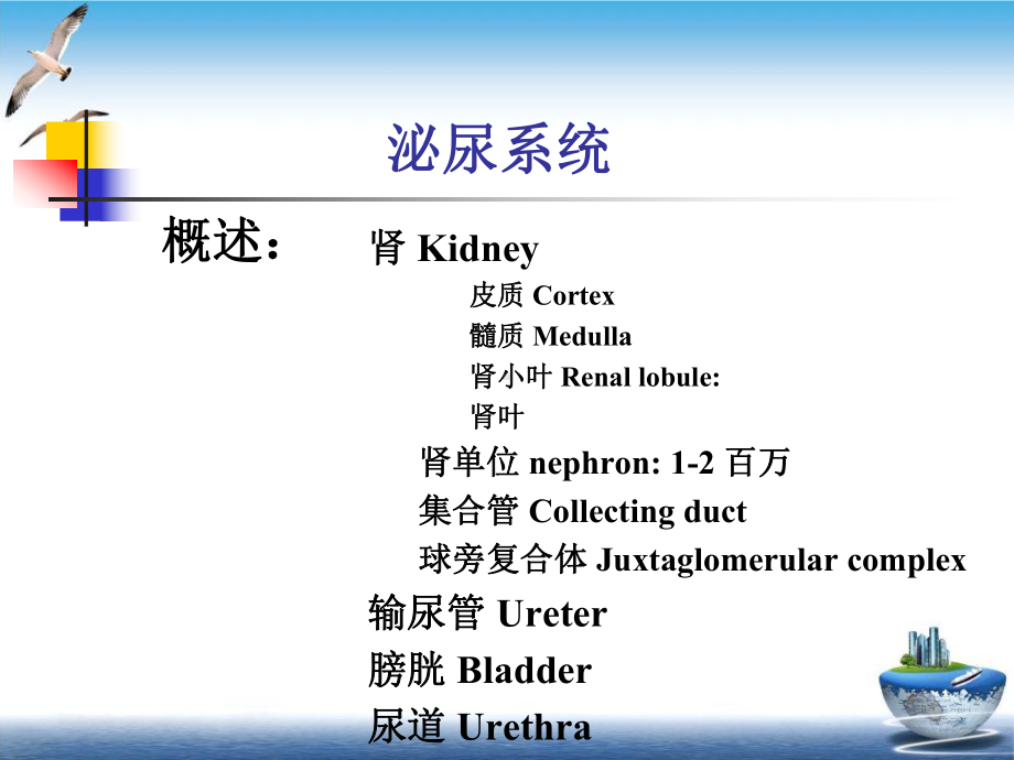 泌尿系统组织学课件.pptx_第2页