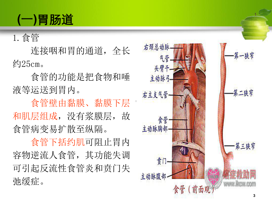 消化系统疾病病人护理内科护理学课件.ppt_第3页