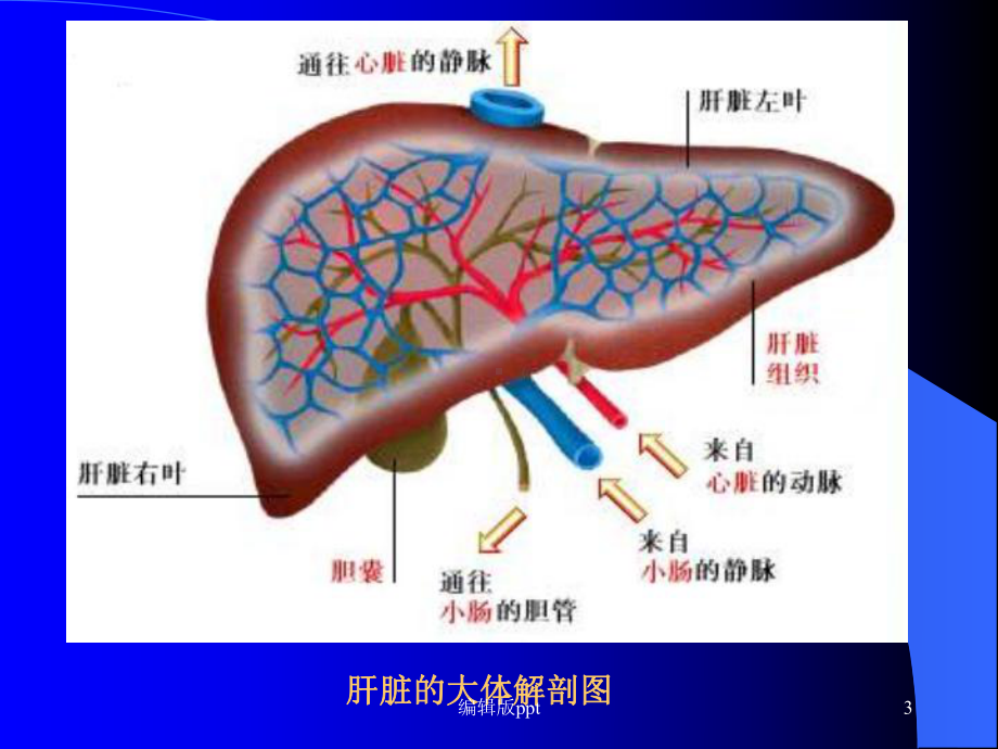 病理生理学-肝功能不全课件.ppt_第3页