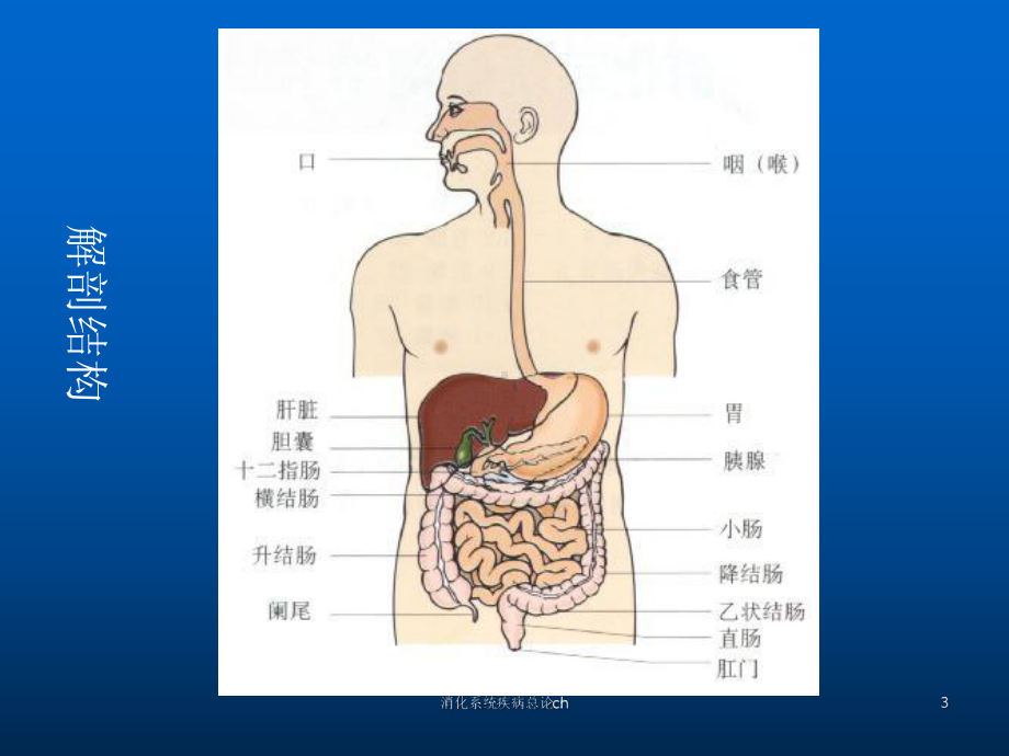 消化系统疾病总论ch课件.ppt_第3页