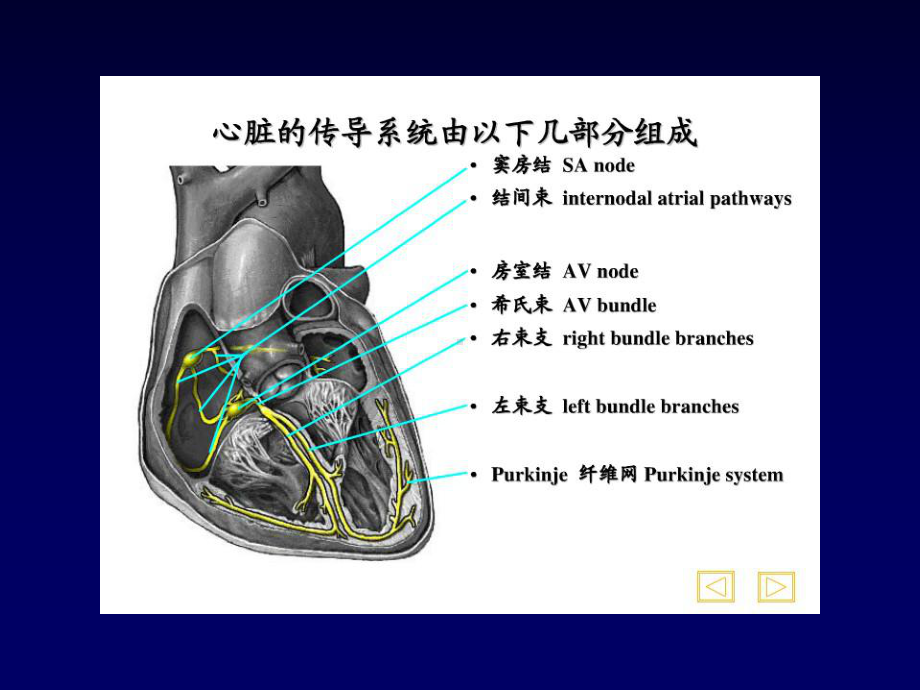 正常心电图教学课件.ppt_第3页