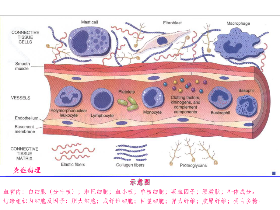 烧伤瘢痕课件.ppt_第3页