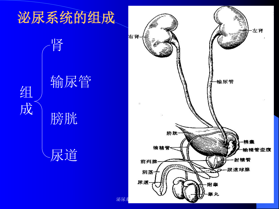 泌尿系统专业知识培训培训课件.ppt_第3页