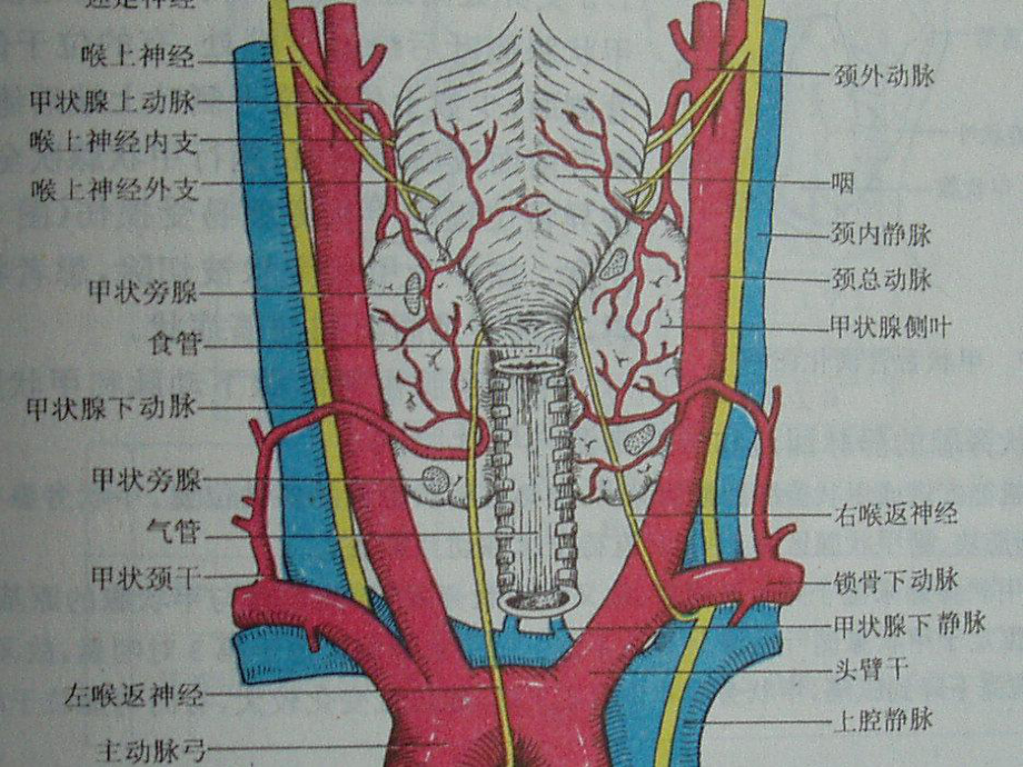 甲状腺疾病教程课件.pptx_第2页