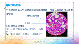 甲状腺激素的合成培训课件.ppt