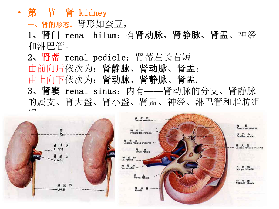 泌尿系统医学知识讲座培训课件.ppt_第3页