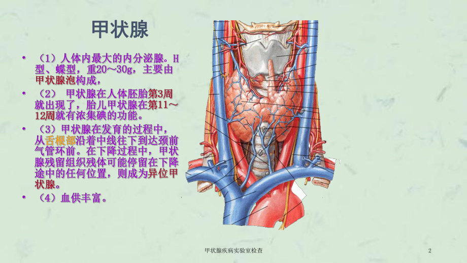 甲状腺疾病实验室检查课件.ppt_第2页