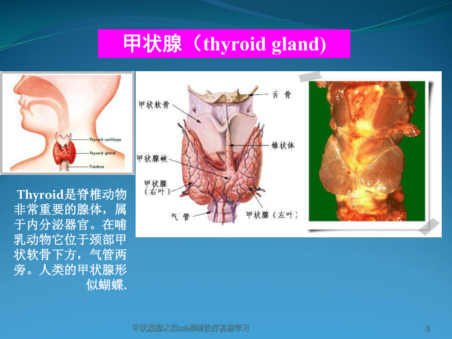 甲状腺癌术后tsh抑制治疗机理学习课件.ppt_第2页