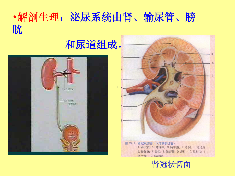 病理学第八章泌尿系统疾病课件.pptx_第2页