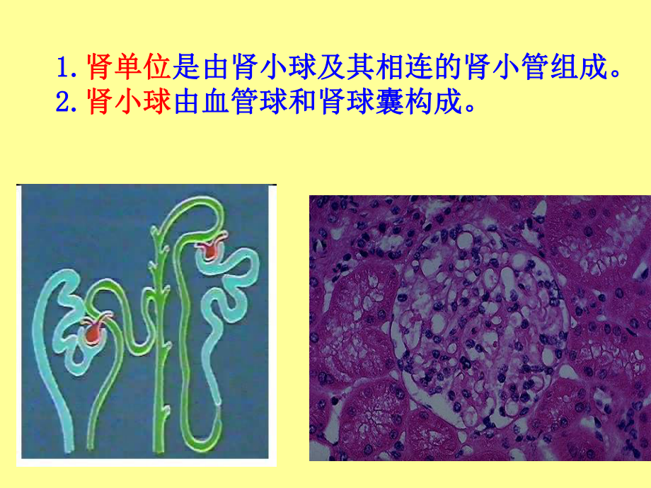 病理学第八章泌尿系统疾病课件.pptx_第3页