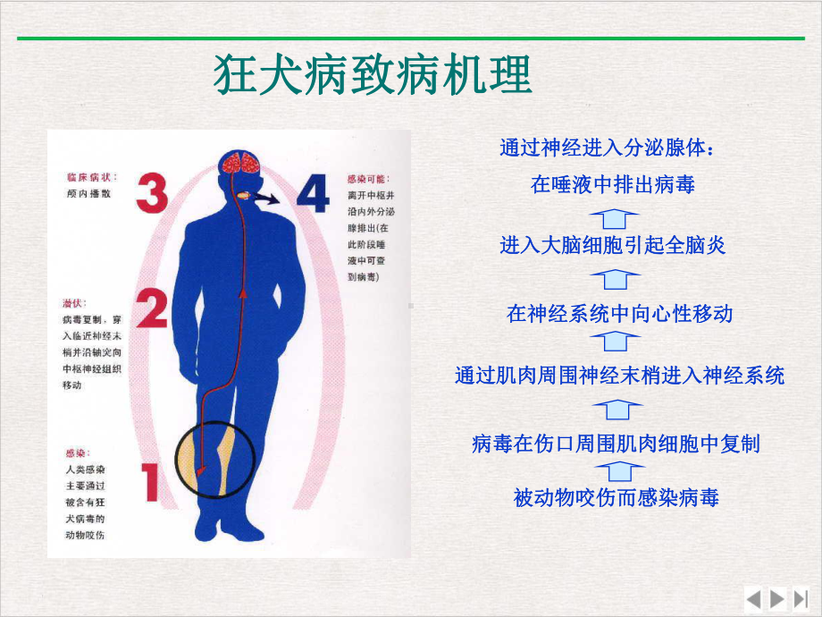 狂犬病暴露后伤口处理及血清的应用课件完整版.pptx_第3页