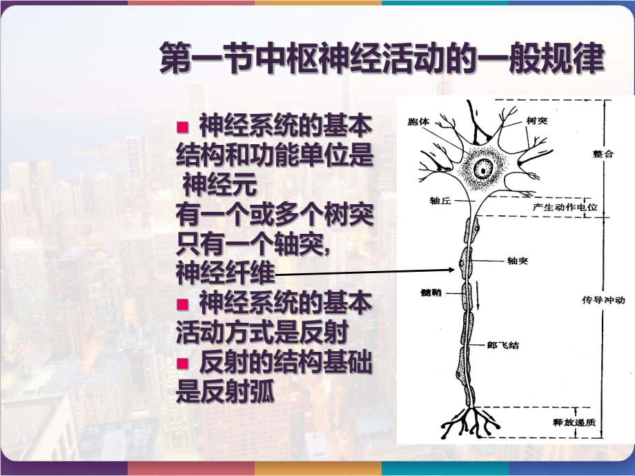 生理学第九章神经系统-课件.pptx_第2页