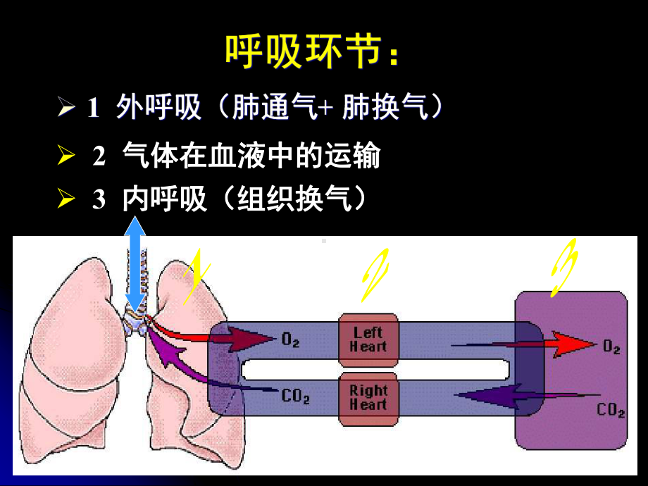 生理学呼吸基础知识培训课件.ppt_第2页