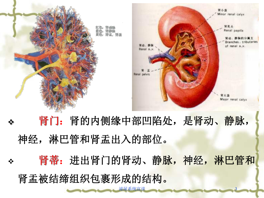 泌尿系统宣讲培训课件.ppt_第3页