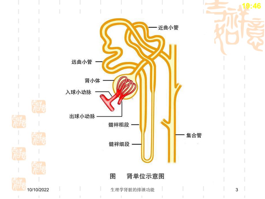 生理学肾脏的排泄功能培训课件.ppt_第3页