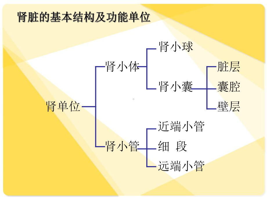 泌尿内科常见临床表现及基本检查优选课件.pptx_第2页