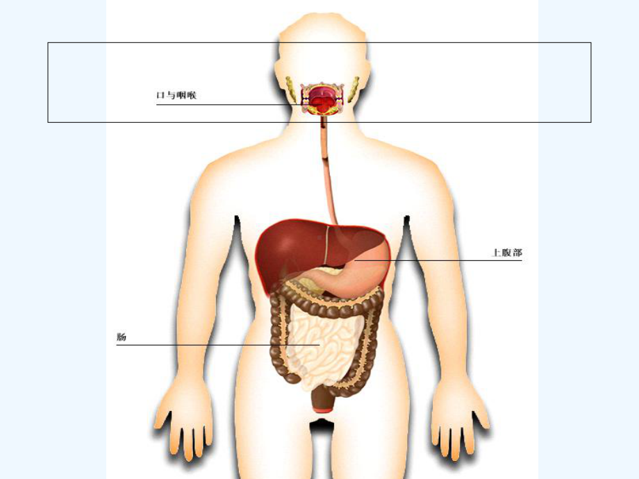 消化系统口腔溃疡的营养调理PP课件.ppt_第2页