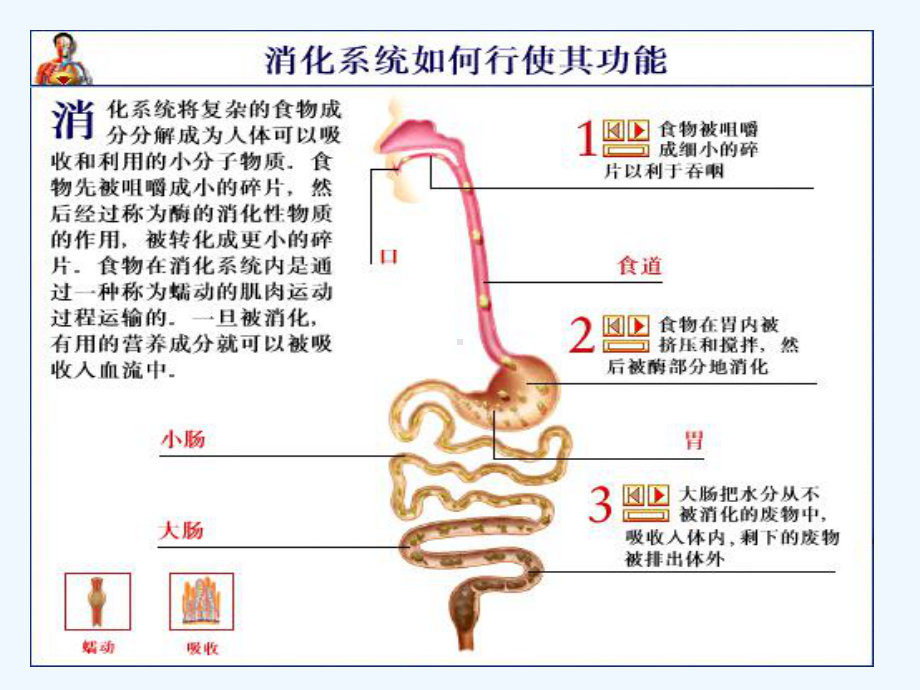 消化系统口腔溃疡的营养调理PP课件.ppt_第3页